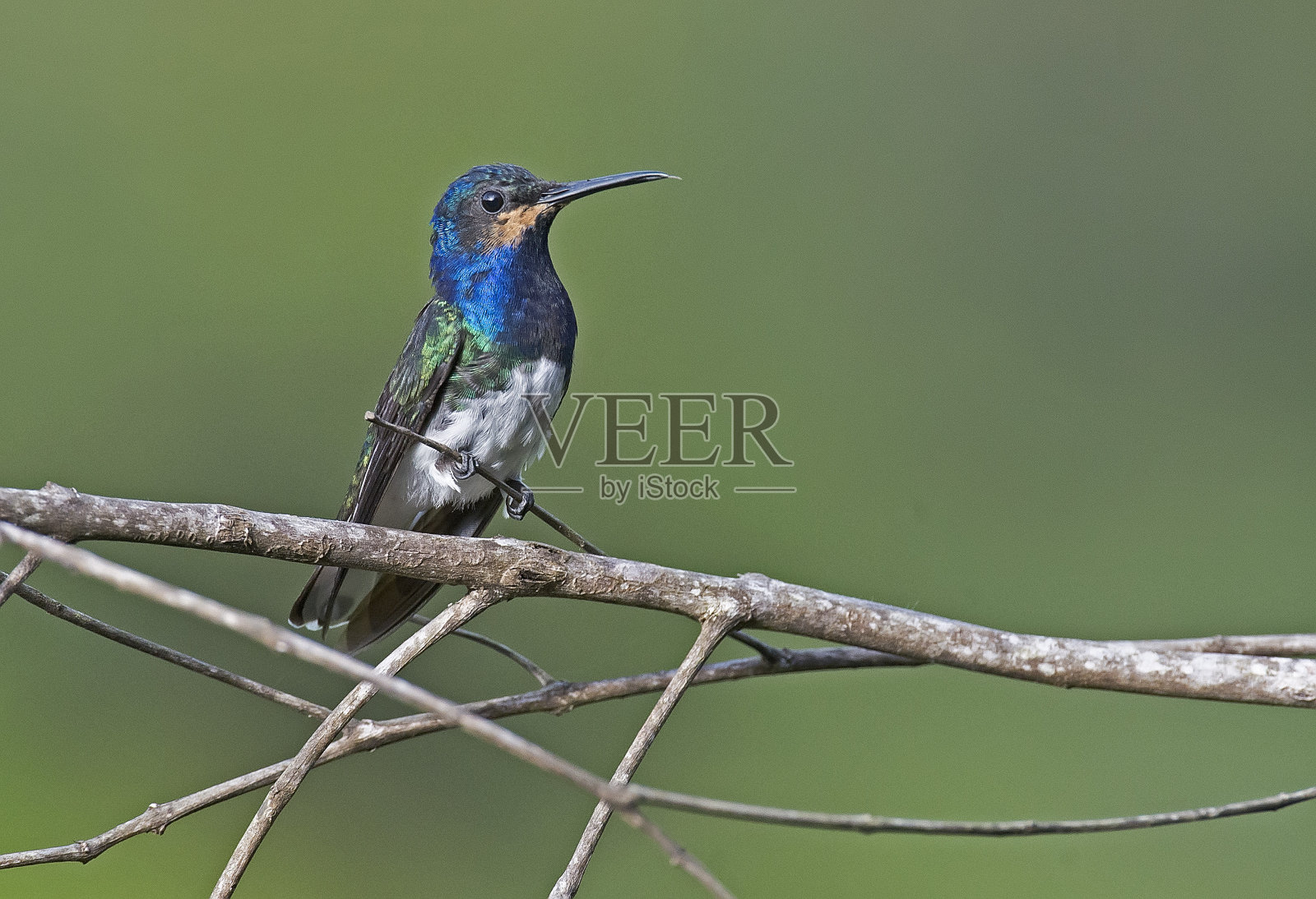 一只栖息在秘鲁雨林中的美丽蜂鸟照片摄影图片