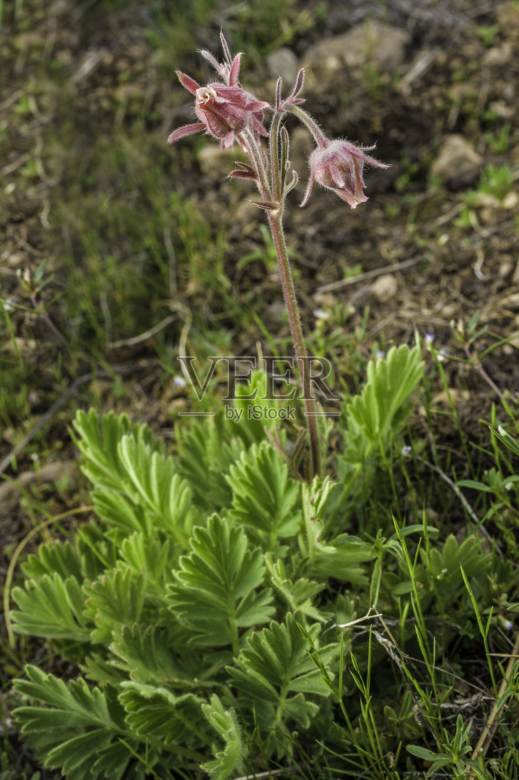 金琴、三花文凤、老翁须、草原烟是春季多年生草本植物。索诺拉山口公路越过内华达山脉在Toiyable国家森林,加利福尼亚。蔷薇科。照片摄影图片