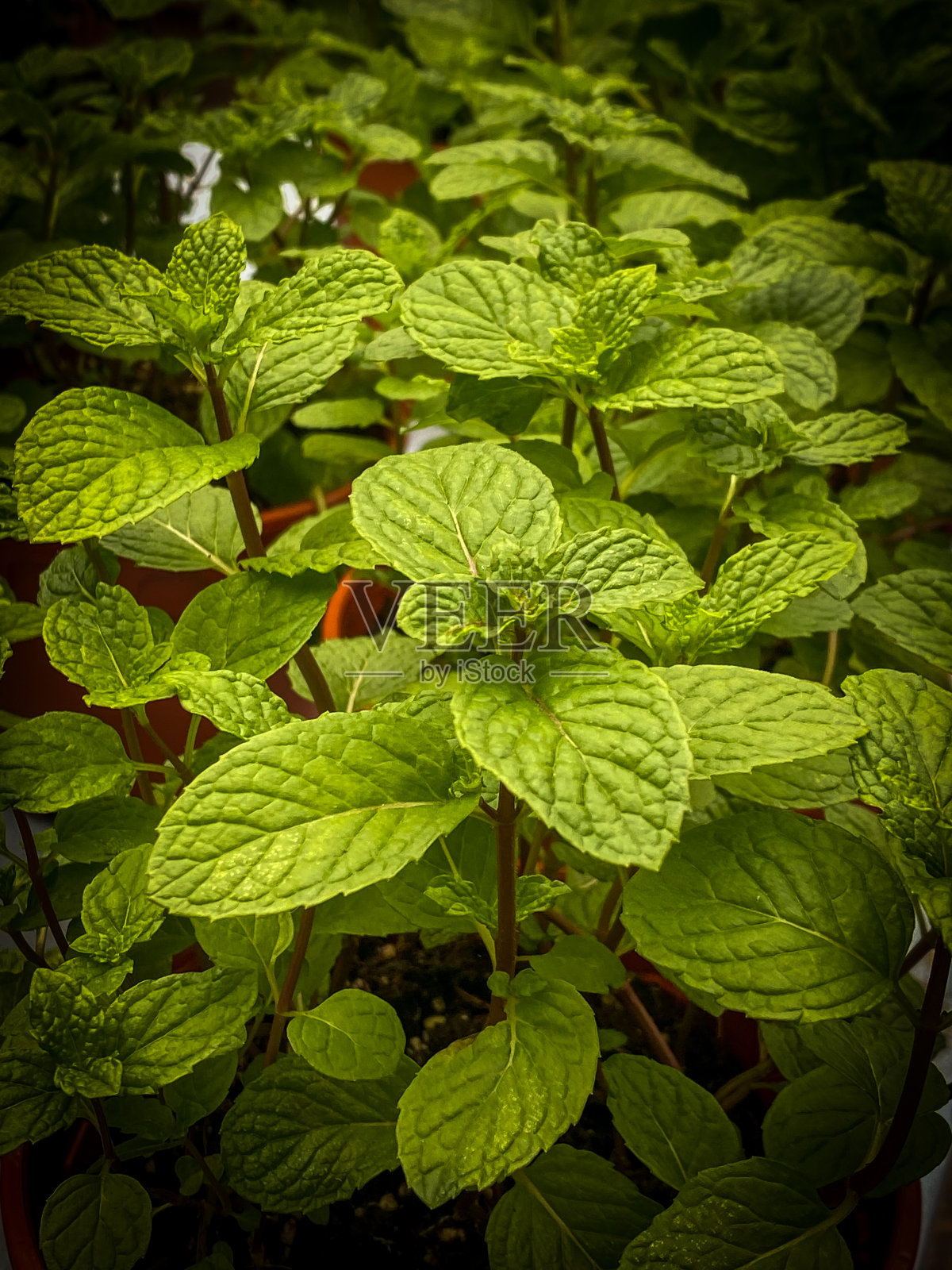 一盆绿色健康的薄荷照片摄影图片
