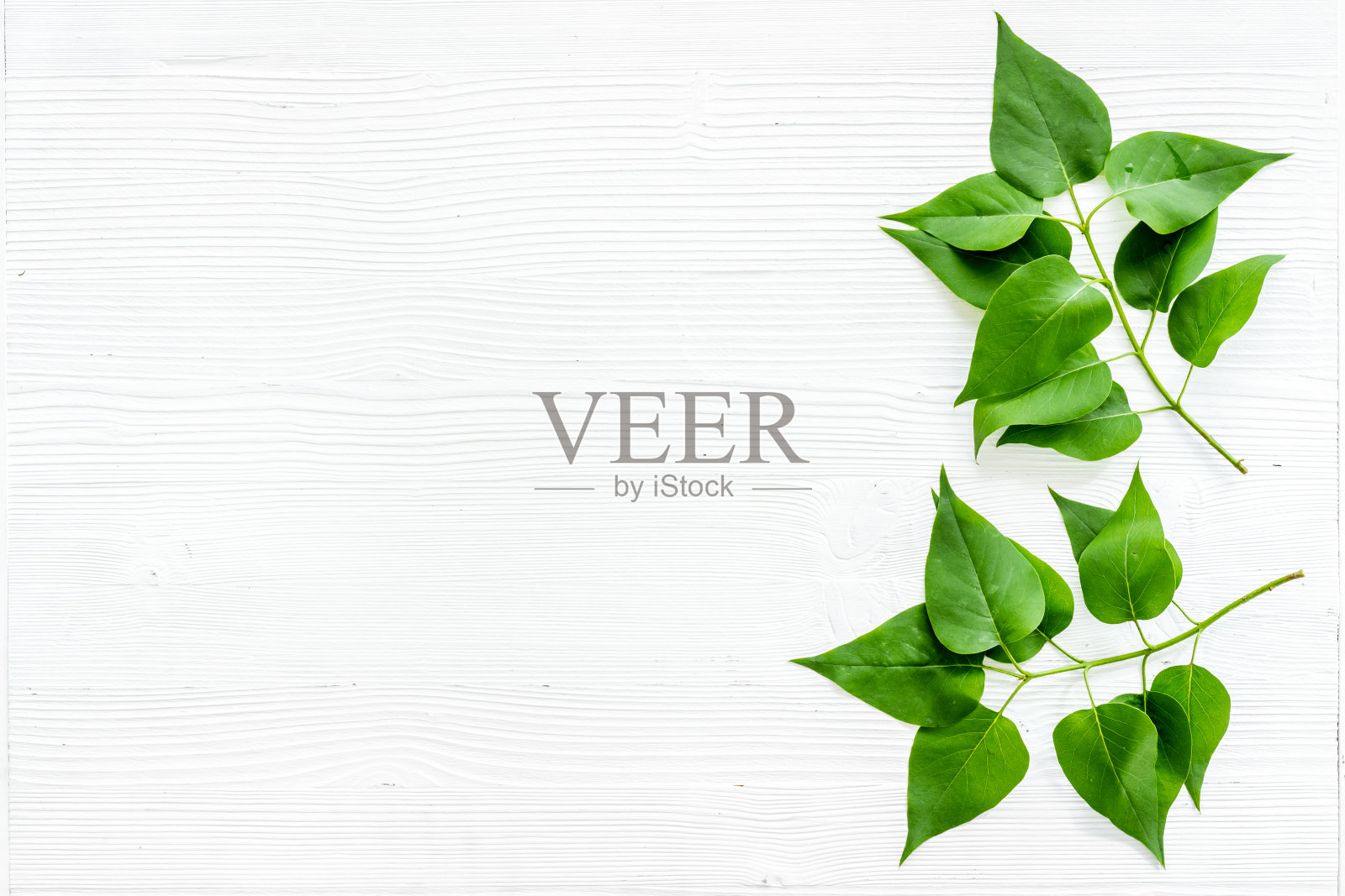 绿树的叶子图案。大自然夏季观,以上观,平躺照片摄影图片