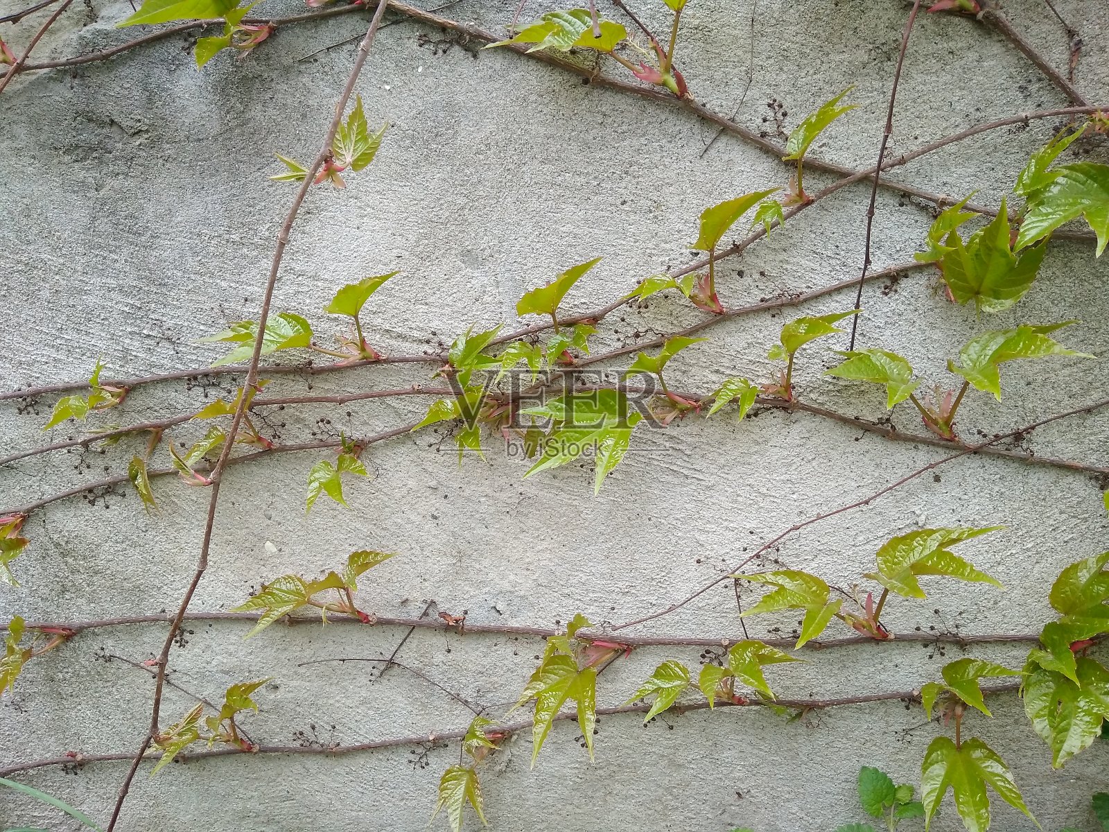 有绿叶的藤本植物照片摄影图片
