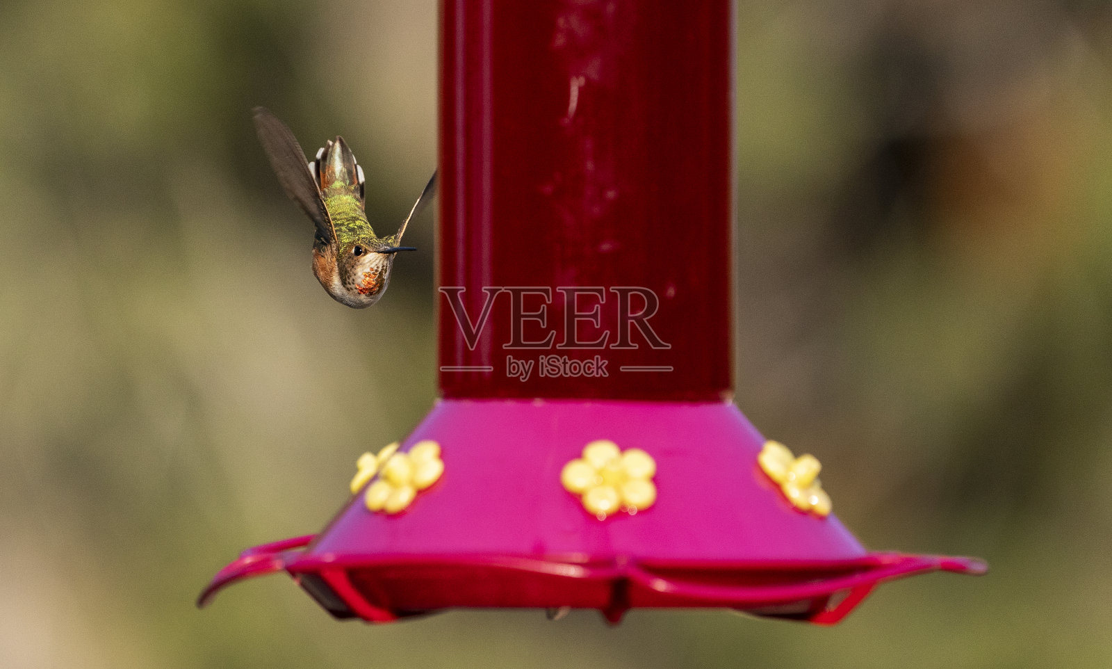 蜂鸟照片摄影图片