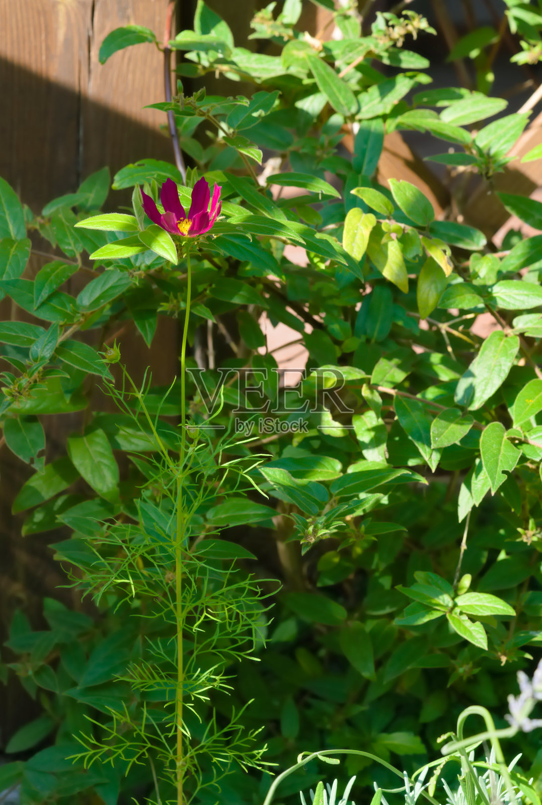 红花配绿叶照片摄影图片