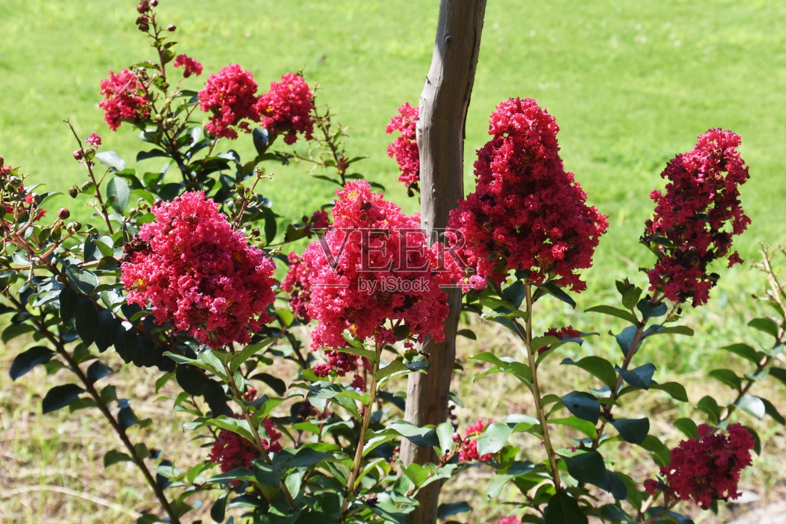 紫薇花照片摄影图片