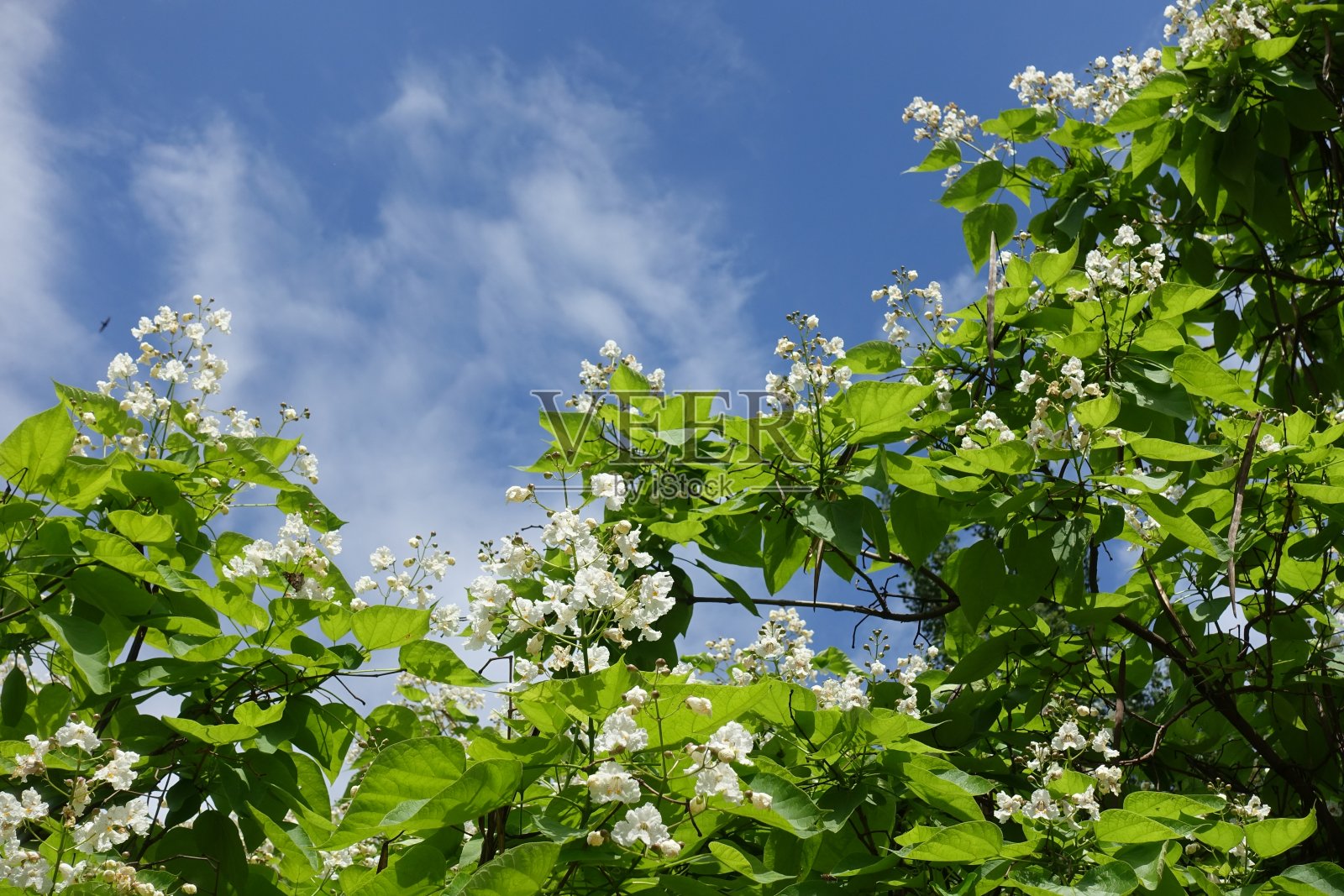 六月的蓝天和盛开的梓树的树冠照片摄影图片