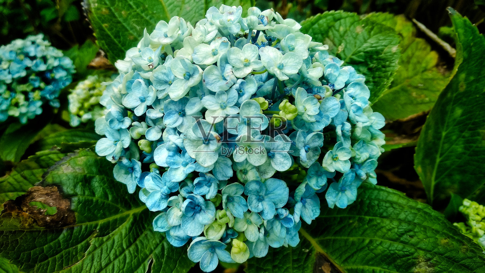 美丽的蓝色的花照片摄影图片