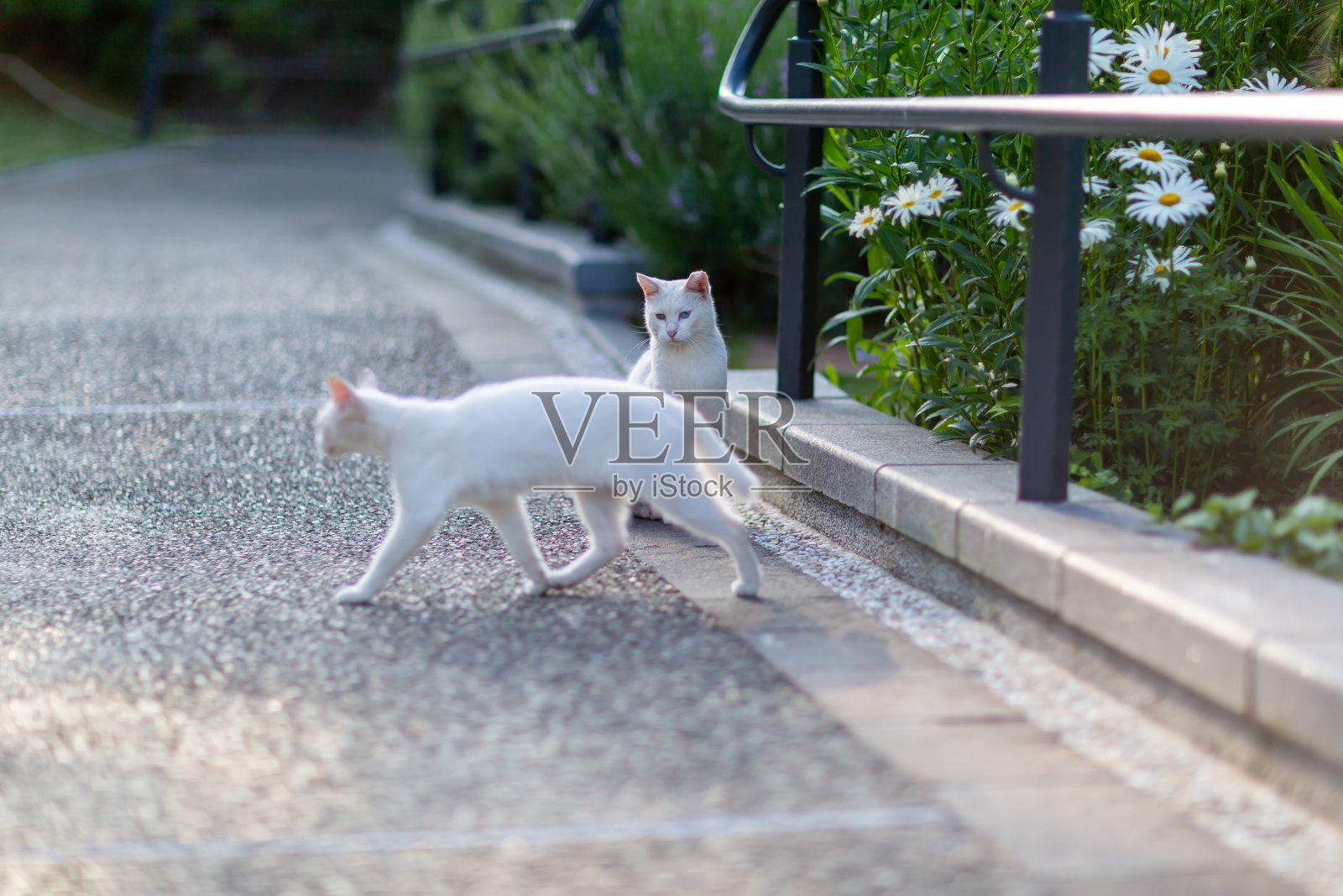 白色的猫照片摄影图片