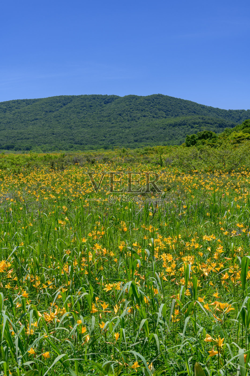 小沼池的萱草照片摄影图片