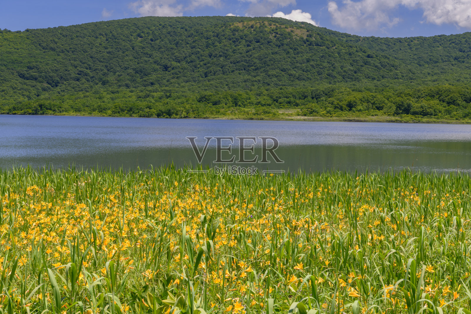 小沼池的萱草照片摄影图片