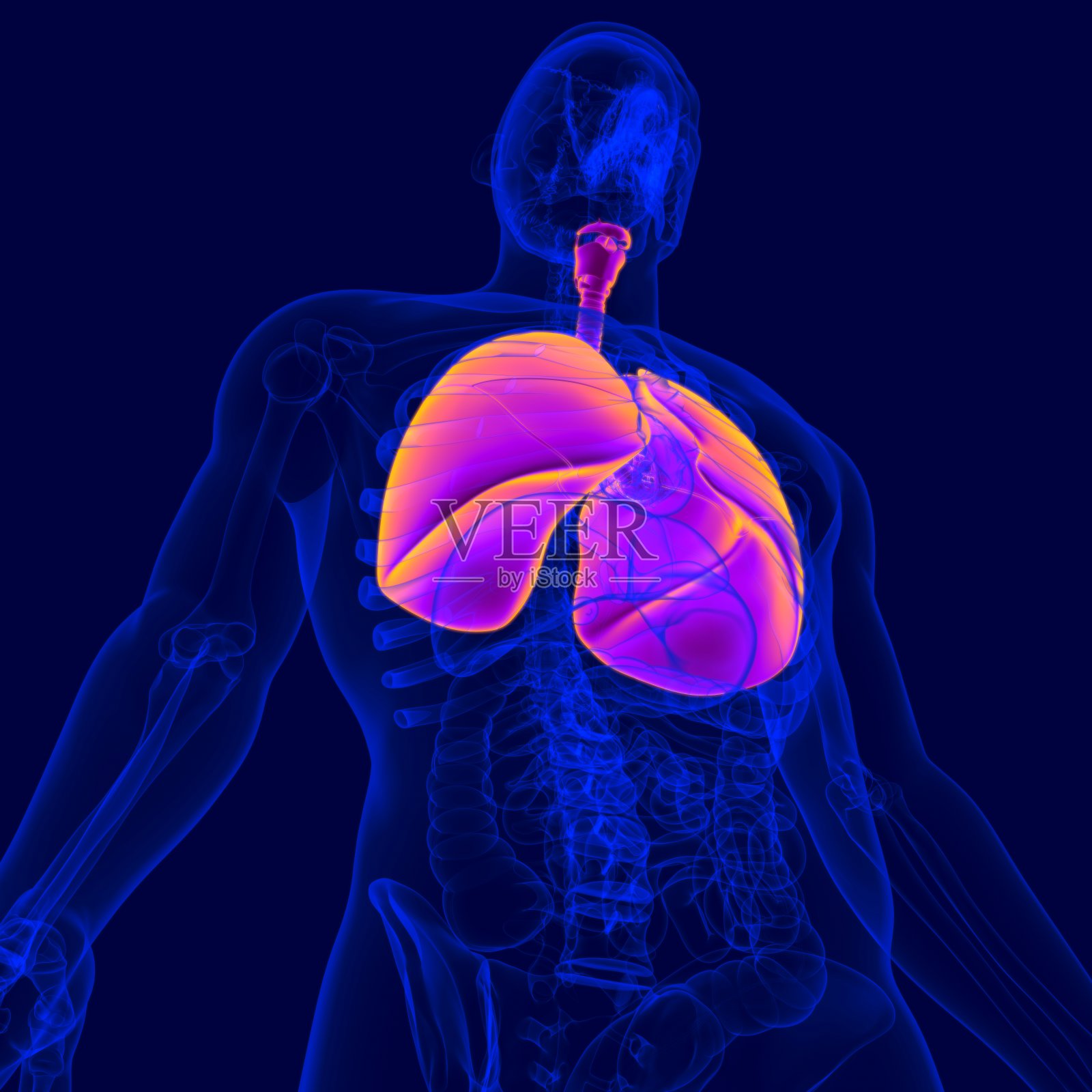 人体呼吸系统解剖学(肺)3D插图照片摄影图片
