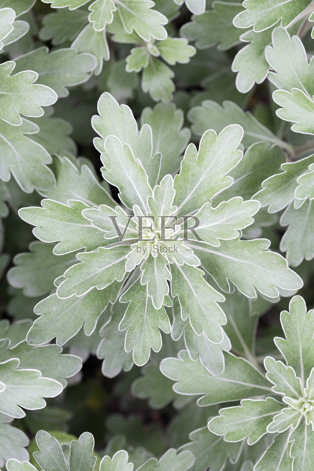 植物照片摄影图片