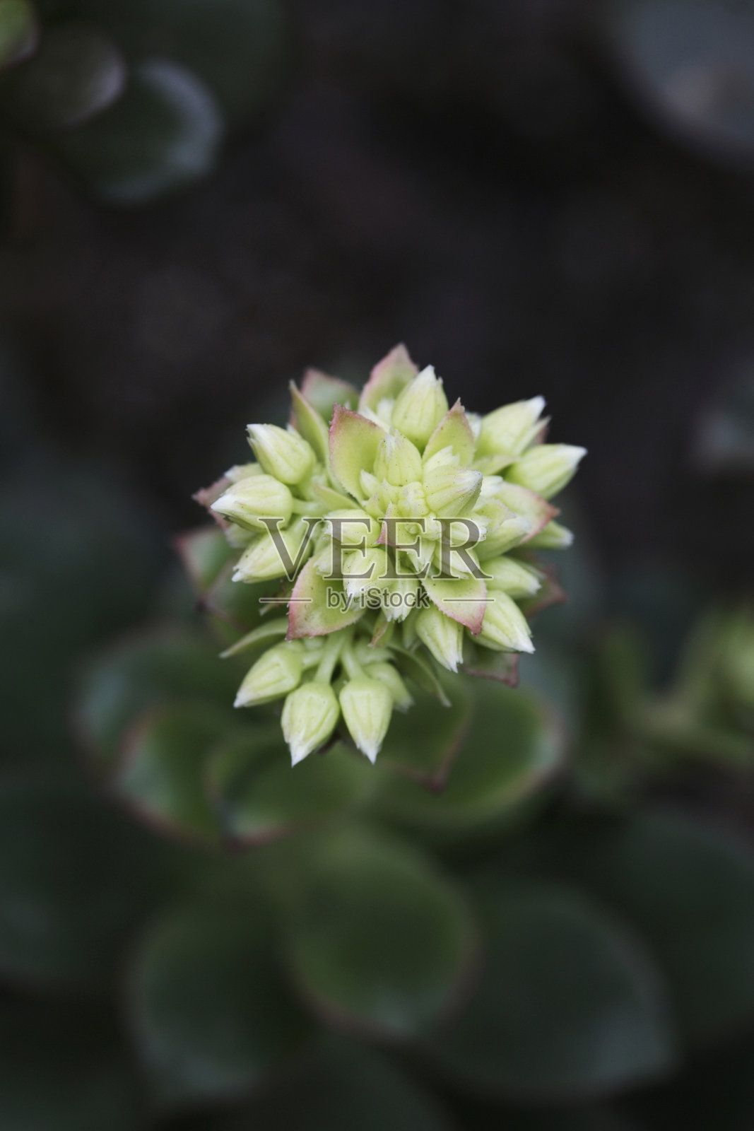 花照片摄影图片