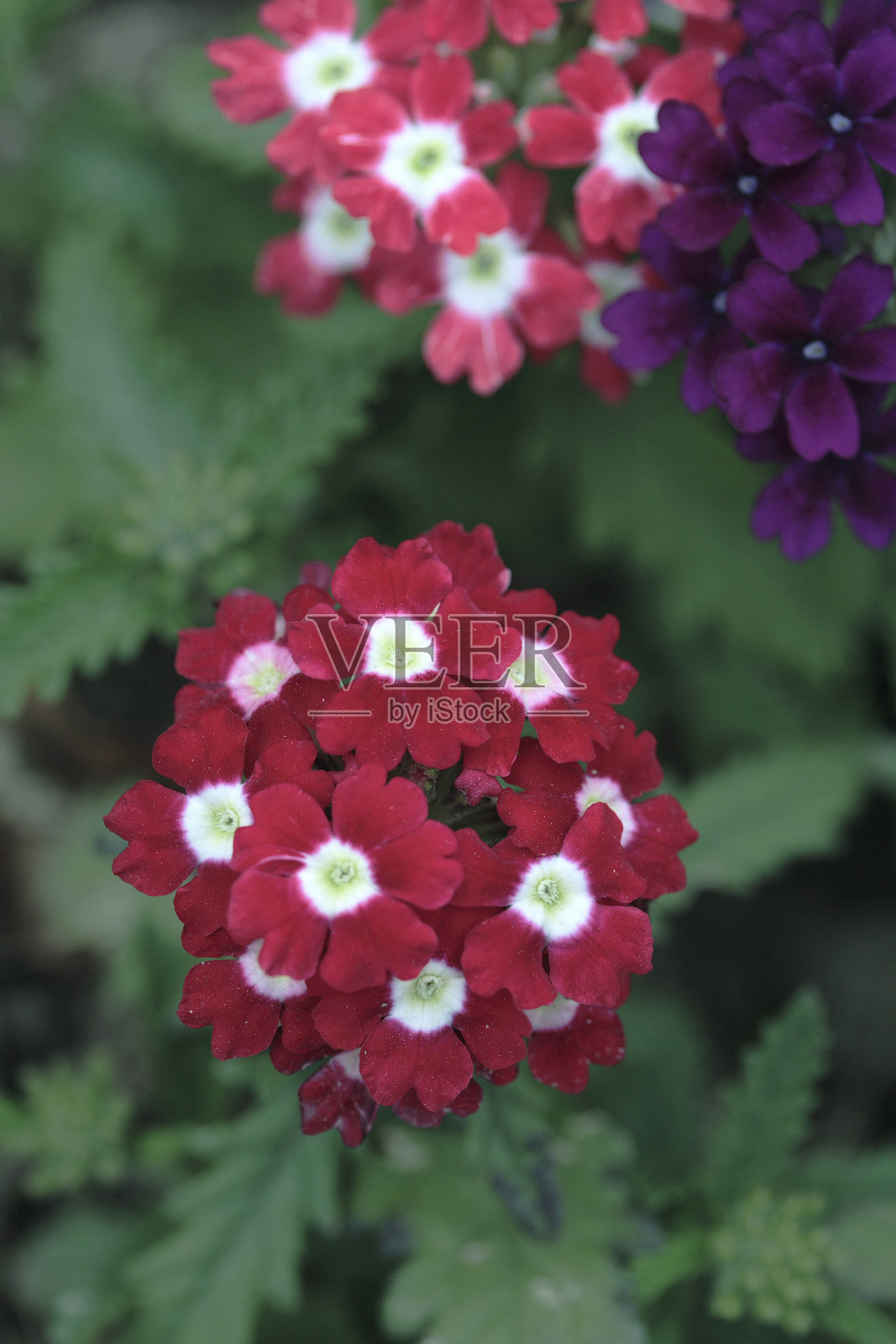 花照片摄影图片