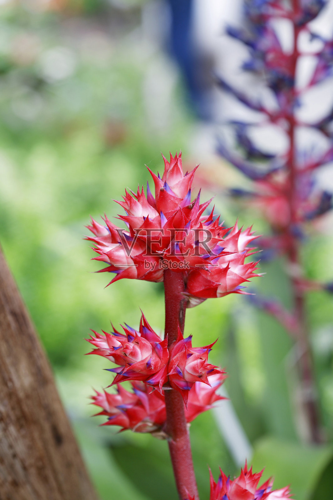 花照片摄影图片