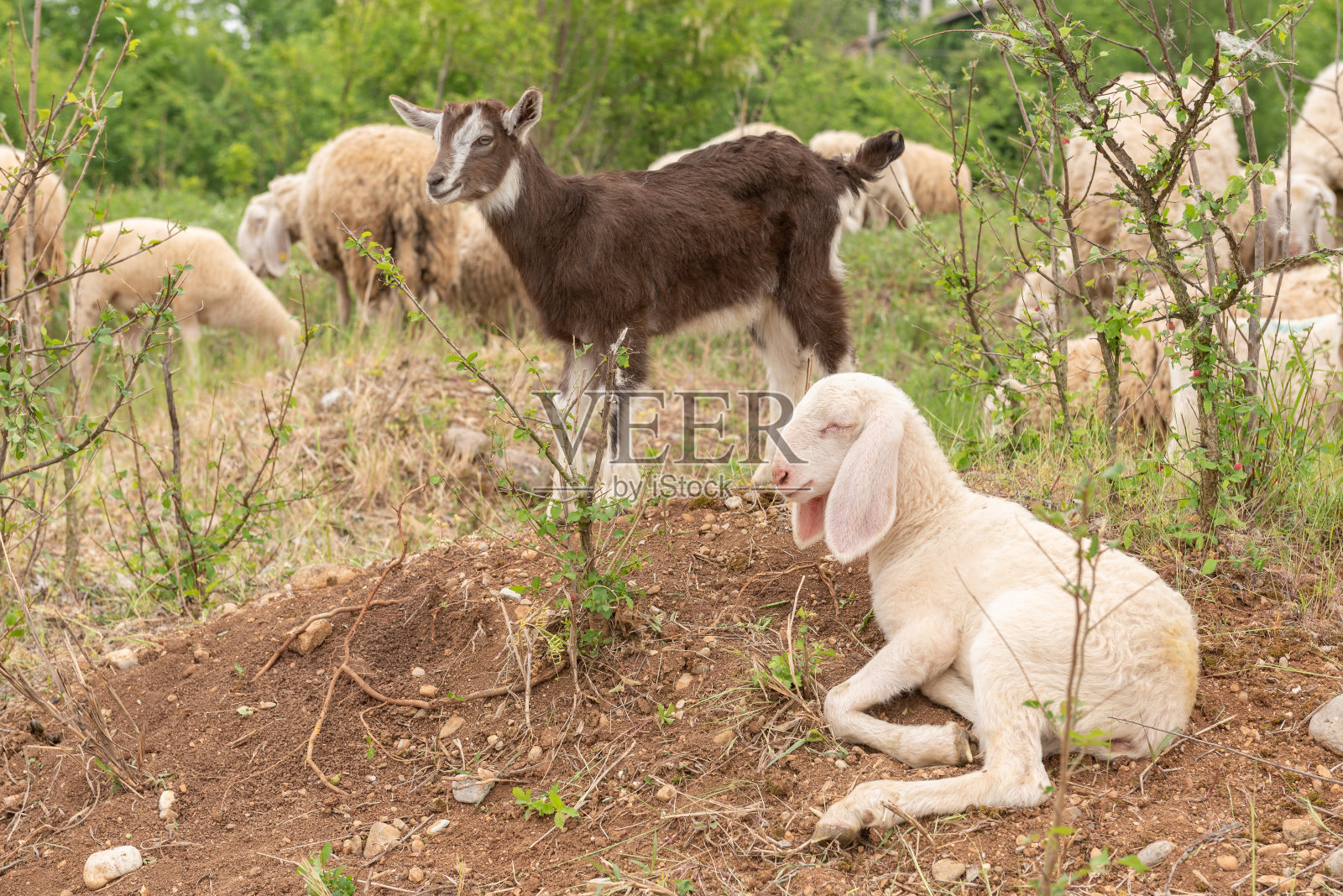 山里草地上的小绵羊和小山羊。照片摄影图片