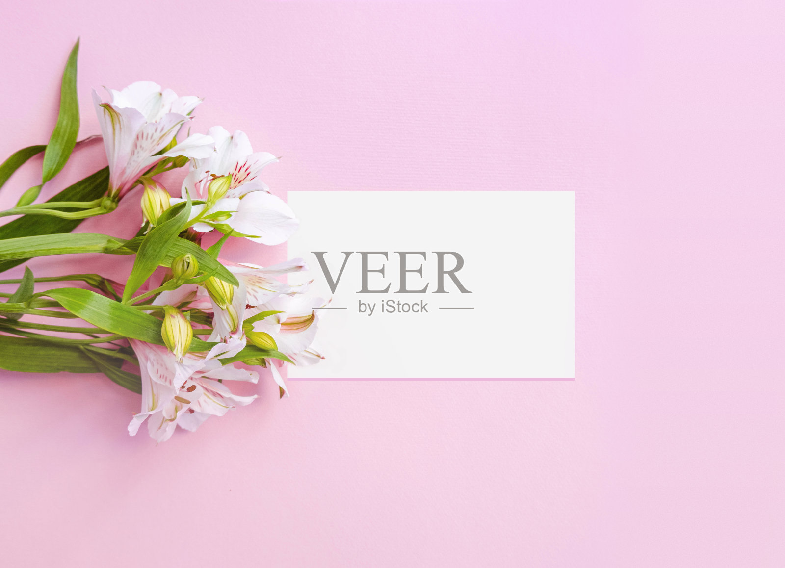 名片以粉色粉彩为背景,点缀白花花束。业务模板的女人。模拟。空间的文本。文本。Flatlay照片摄影图片