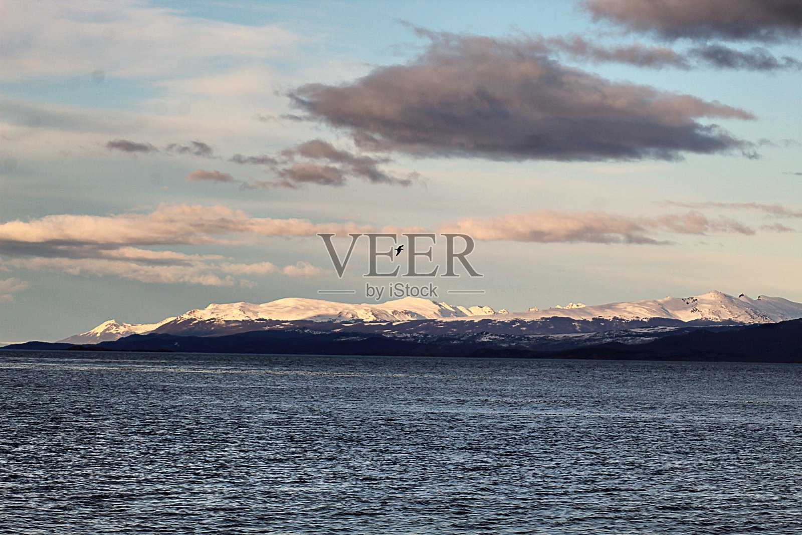 鸟和景观照片摄影图片