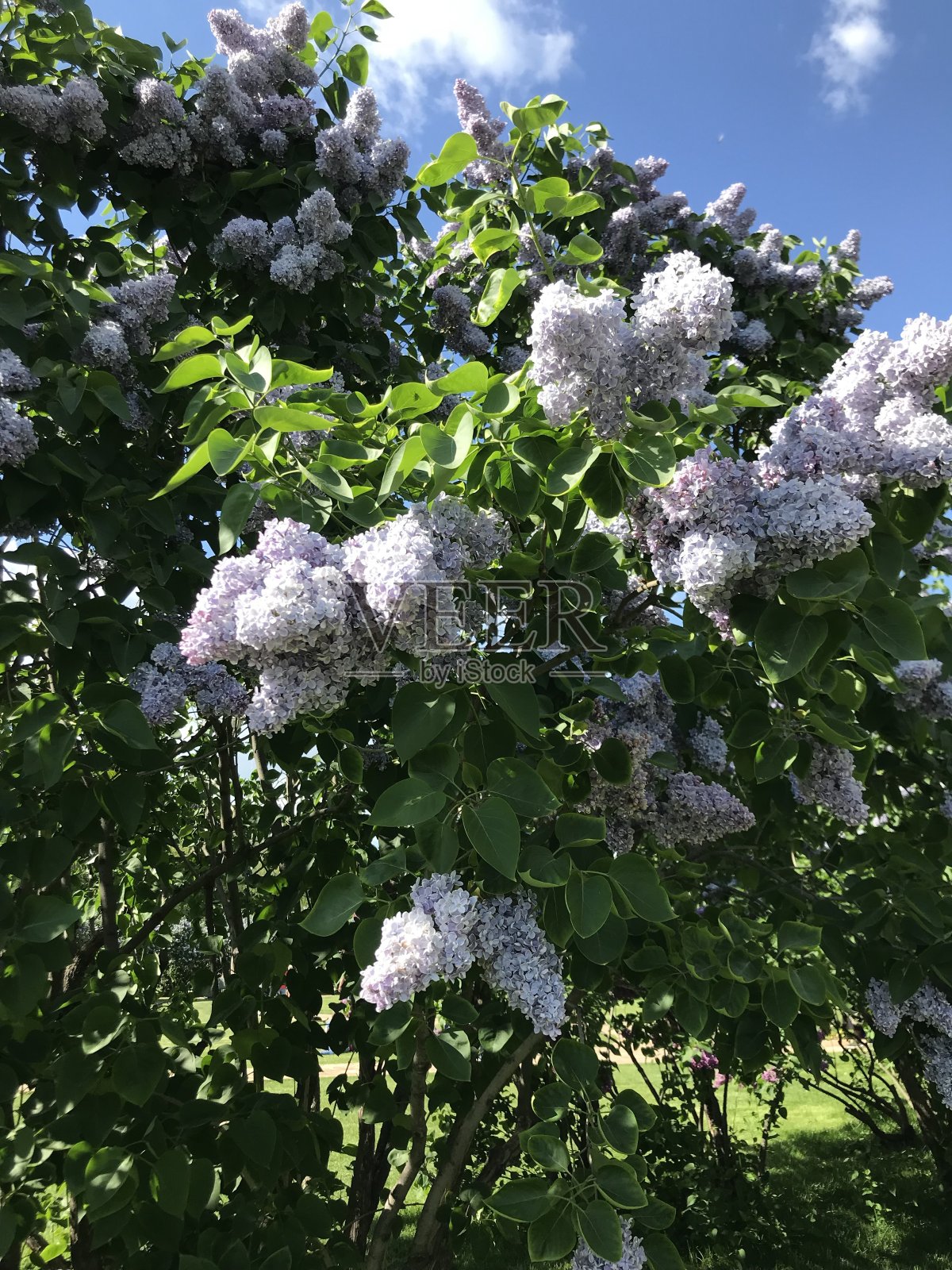 淡紫色照片摄影图片