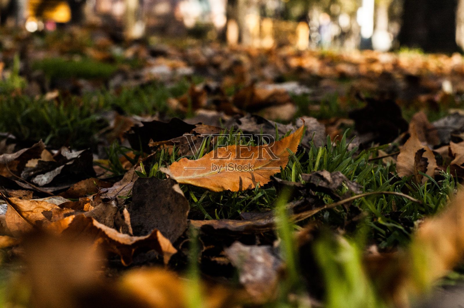 秋天的叶子在柔软的草地上照片摄影图片