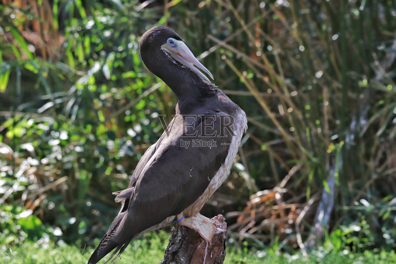 棕鲣鸟(Sula leucogaster)是鲣鸟科(Sulidae)的一种大型海鸟,它可能是其中最常见和分布最广的物种。照片摄影图片