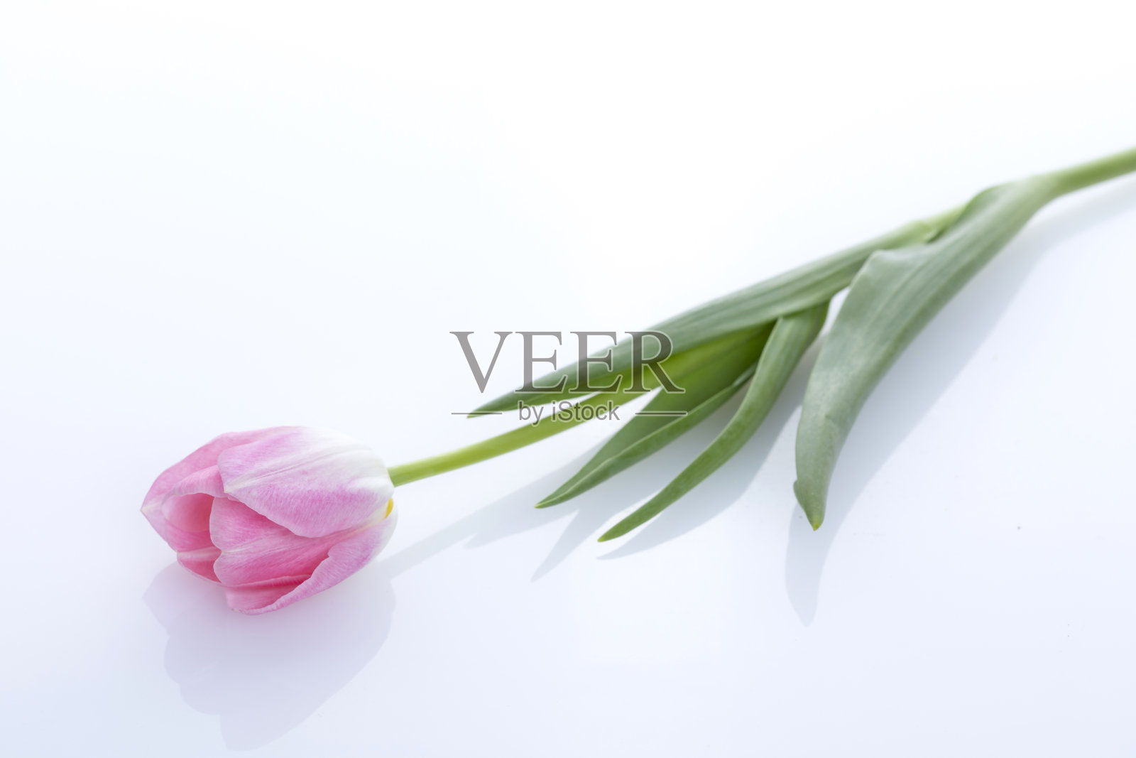 白色背景上的一束美丽的粉红色郁金香。照片摄影图片