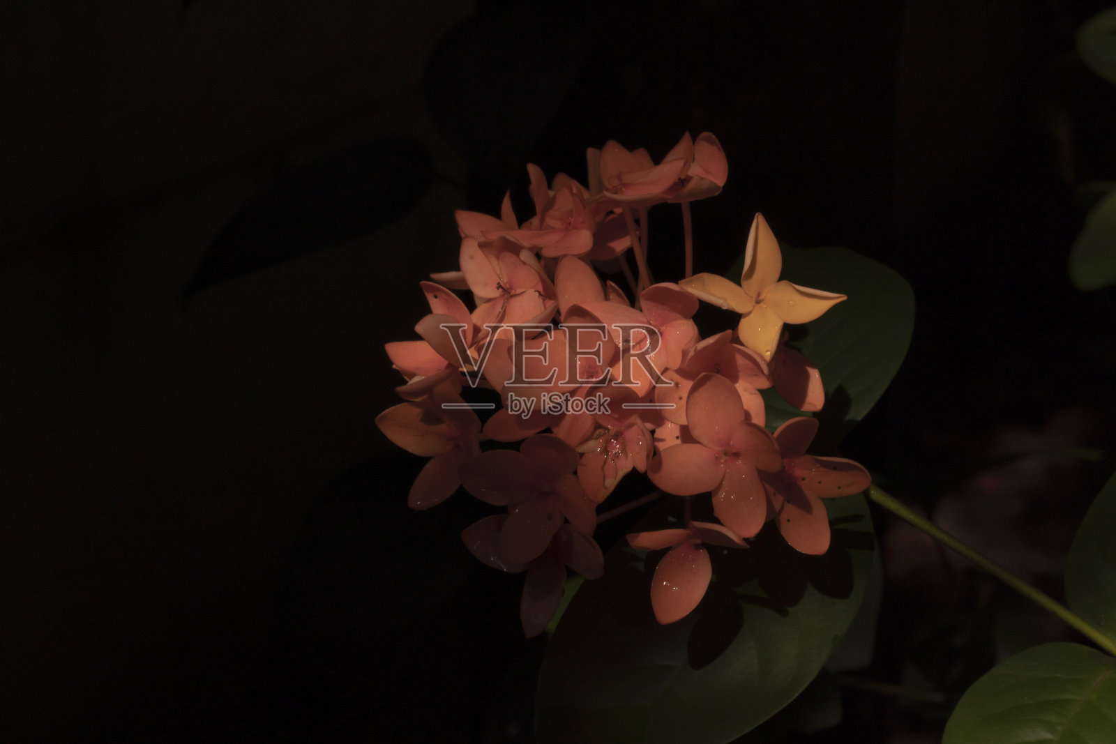 红穗花照片摄影图片