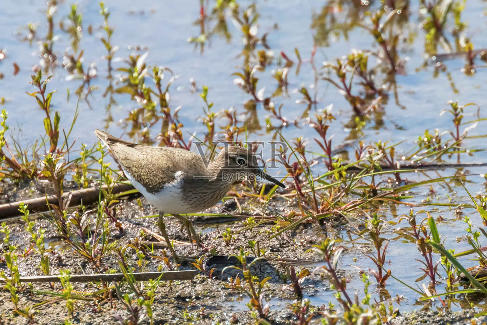 普通鹬水鸟照片摄影图片