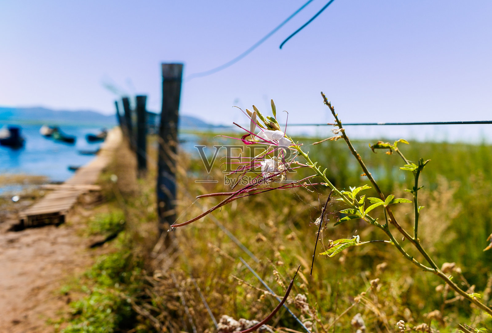 在sento se Bahia河岸边休闲和旅游的小船照片摄影图片