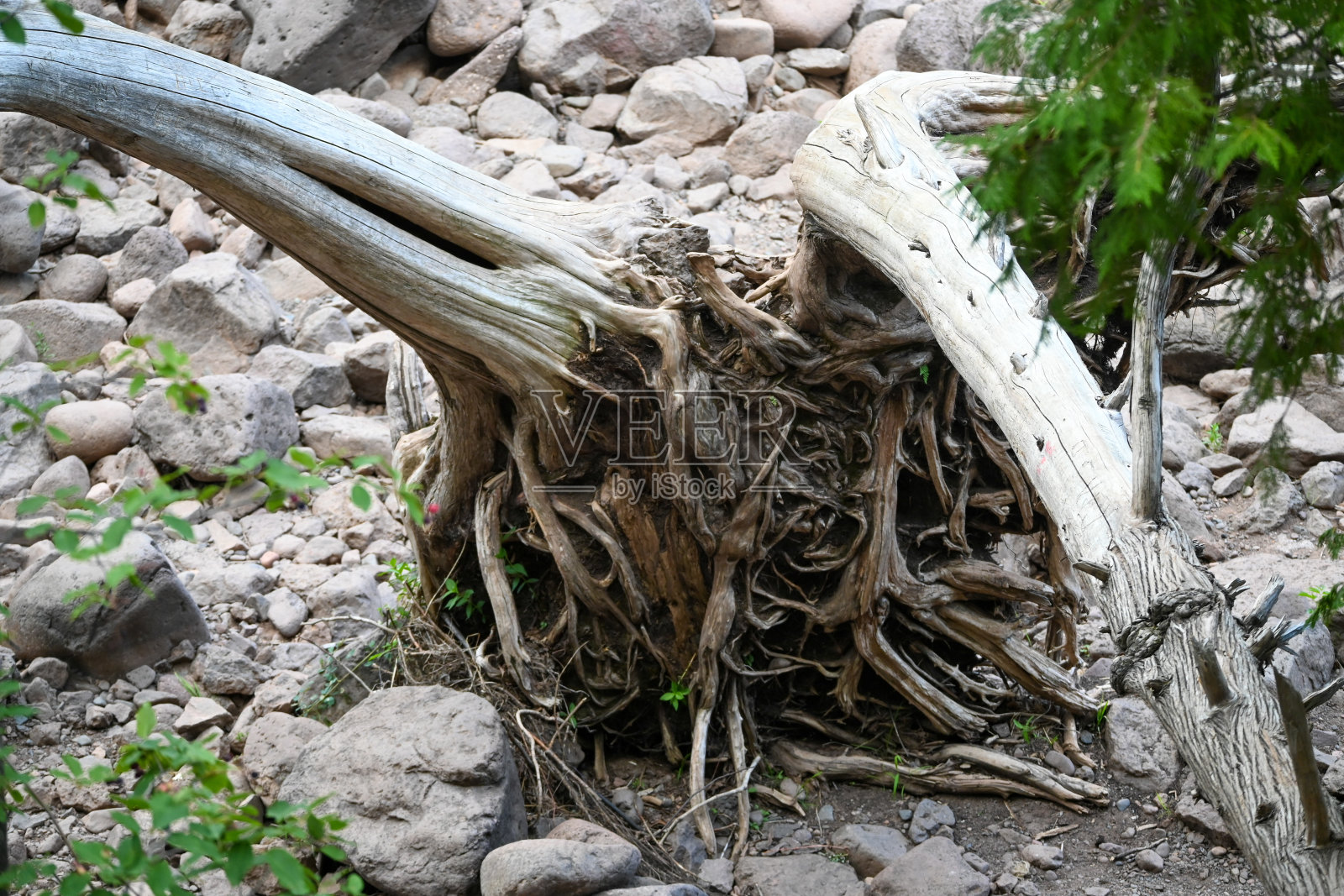一棵倒塌的树的光秃秃的树根。照片摄影图片