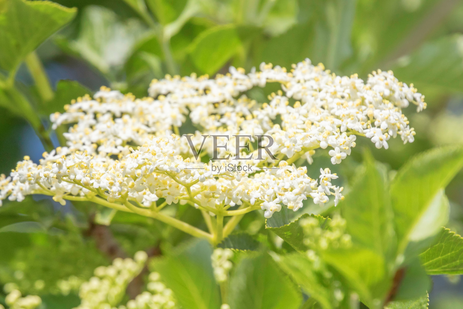接骨木花,接骨木莓开花,接骨木开花照片摄影图片
