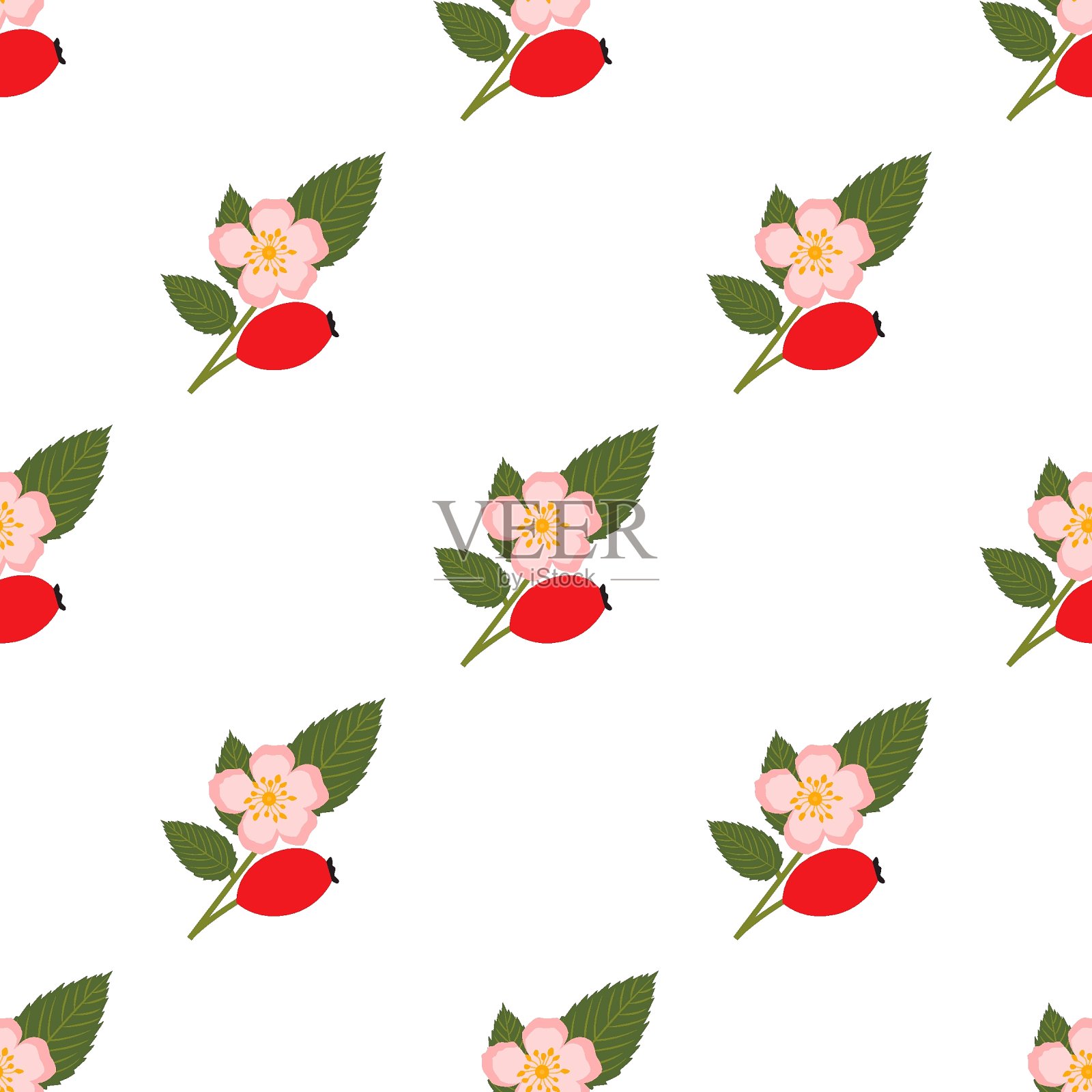 野玫瑰果插画图片素材