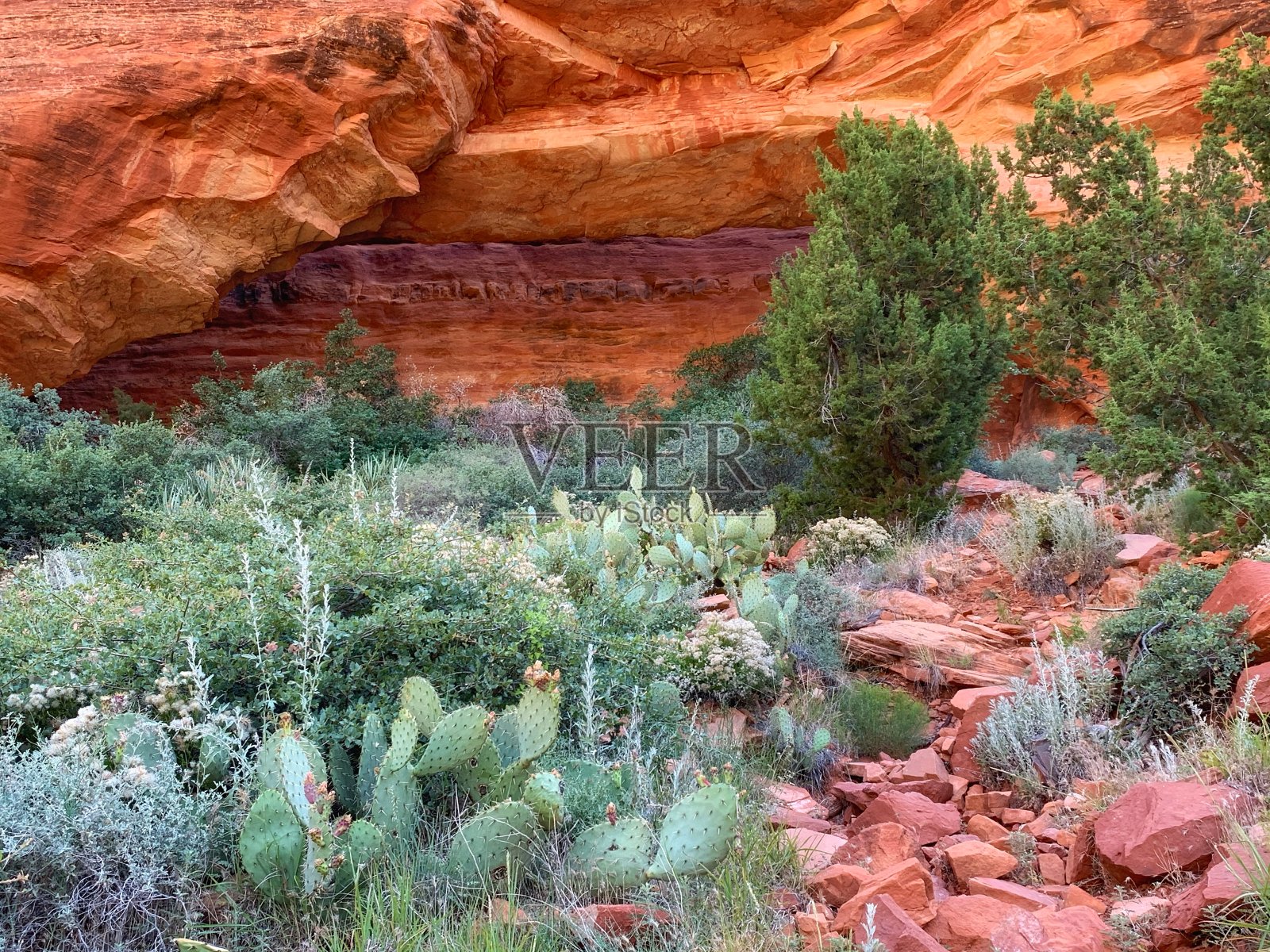 塞多纳的红色岩石照片摄影图片