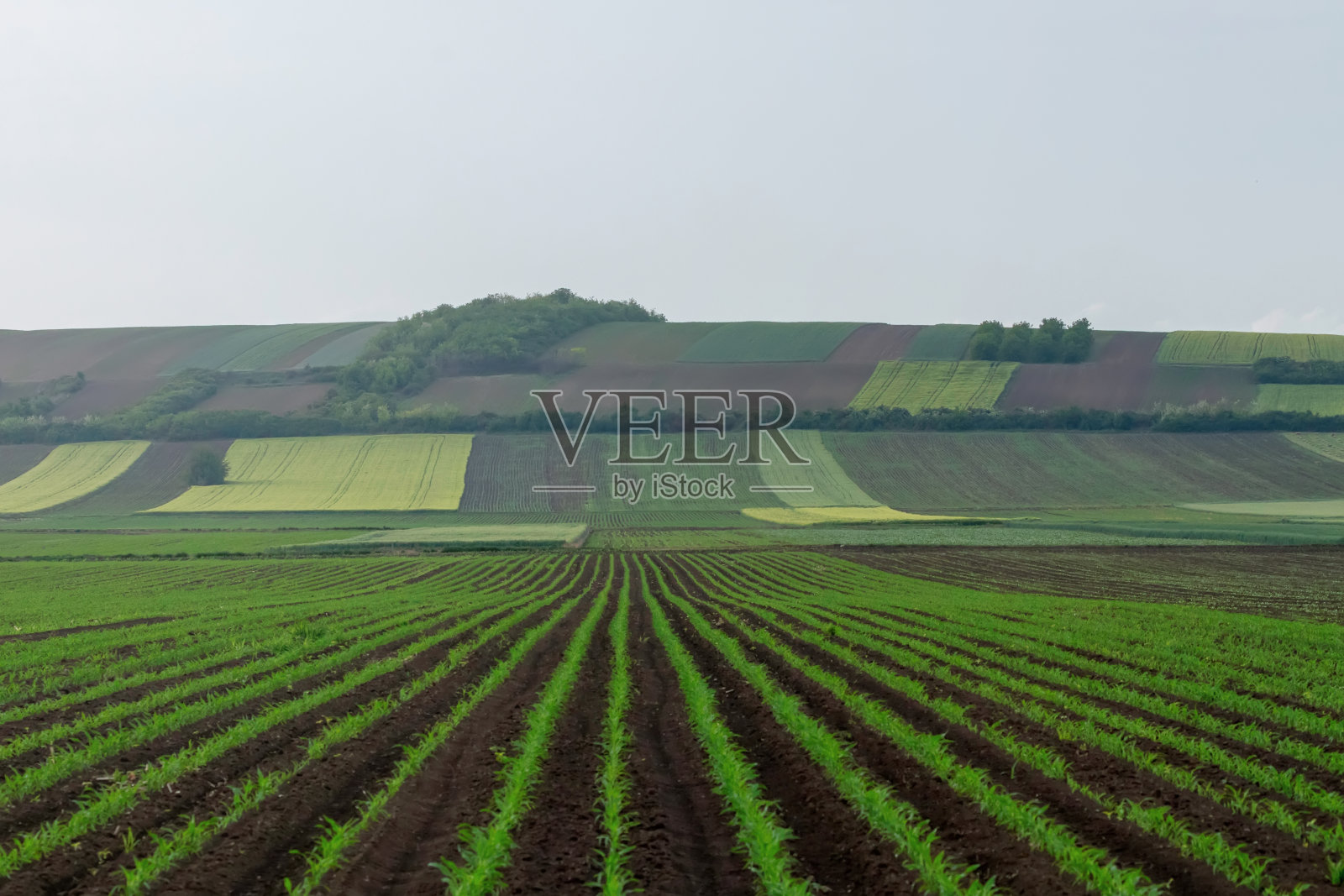 小山上的绿色田野,乡村的白云在日落时间照片摄影图片