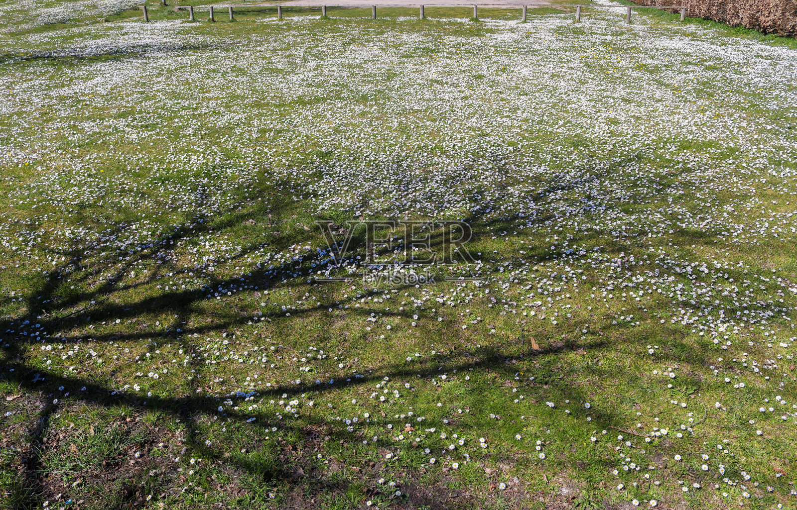 白色的花园雏菊在一个花的夏天背景。Leucanthemum vulgare。盛开的洋甘菊和园艺概念在美丽的自然景色与盛开的雏菊照片摄影图片