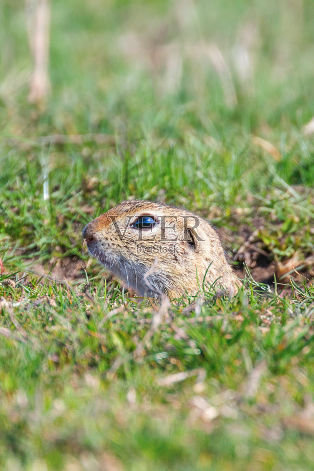 自然环境中的欧洲地鼠照片摄影图片