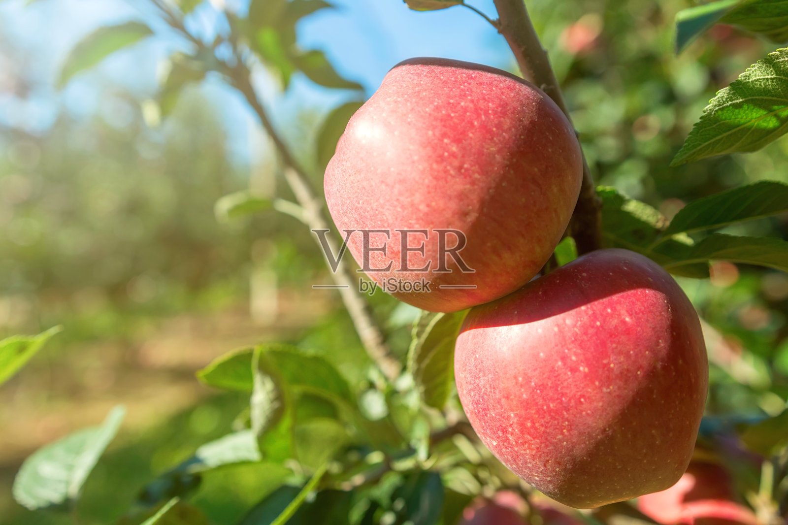 果园里的红熟苹果,苹果树照片摄影图片