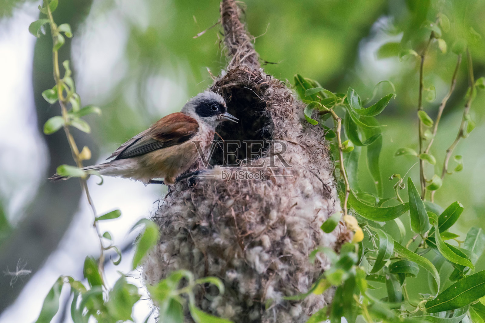 Eurasian Penduline Tit on Nest (Remiz pendulinus)照片摄影图片