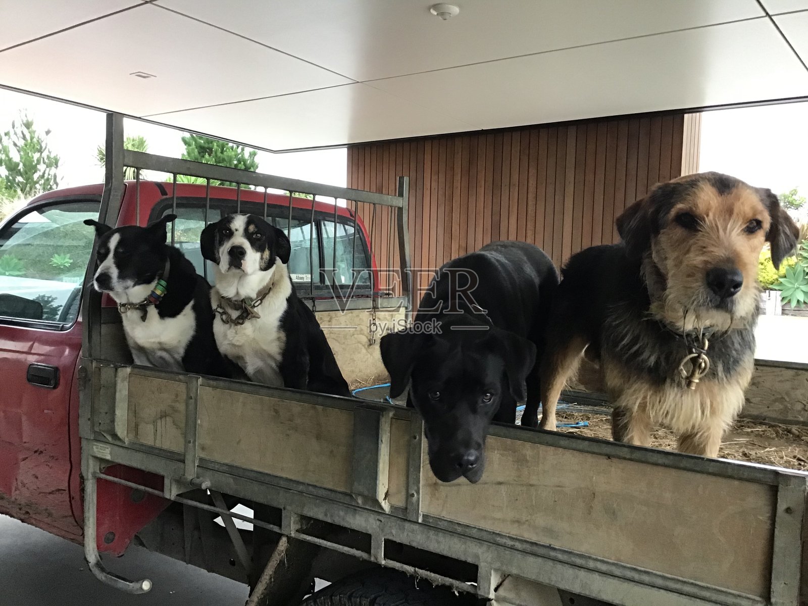 农场狗照片摄影图片