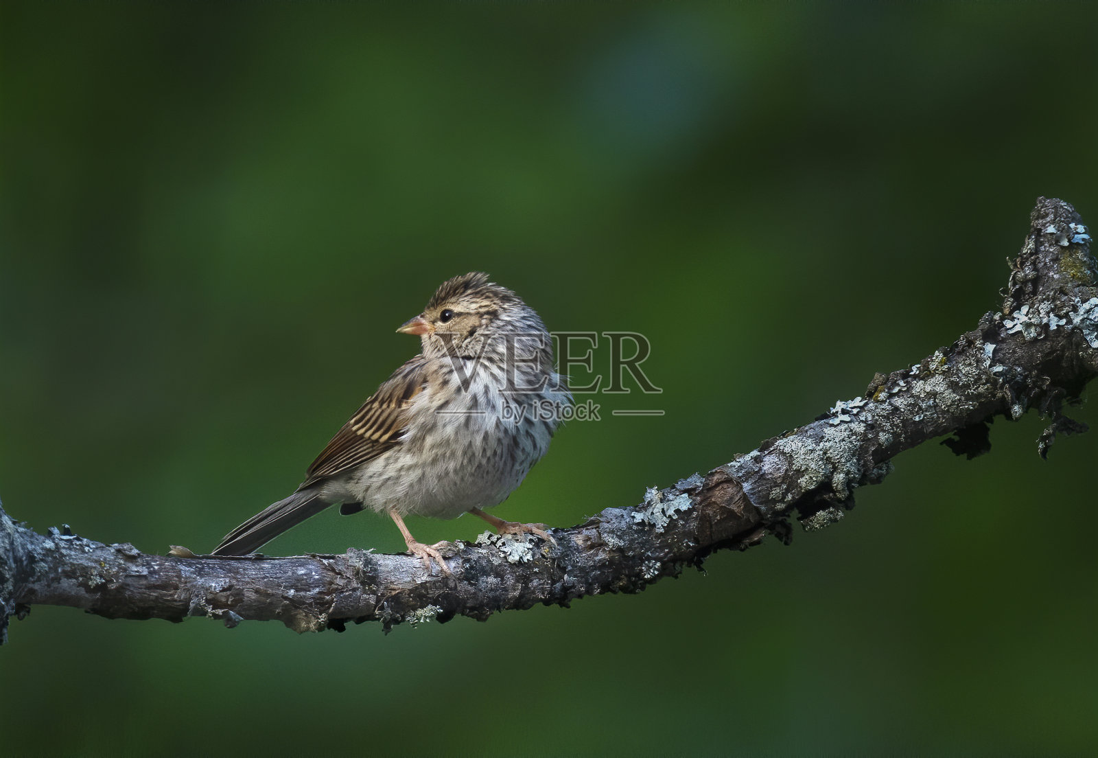 鸟照片摄影图片