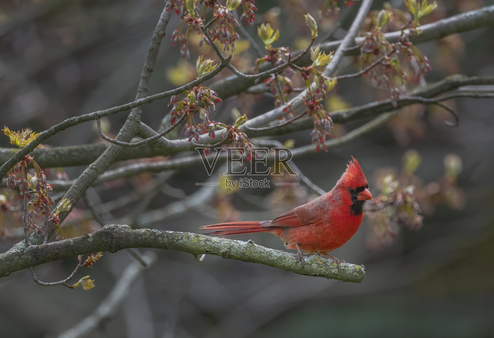 鸟照片摄影图片