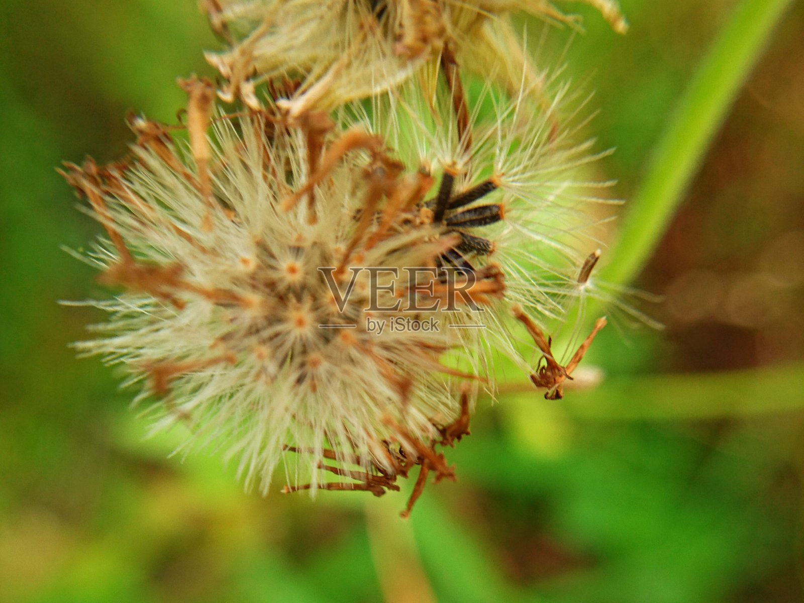 美丽的花朵近距离微距照片摄影图片