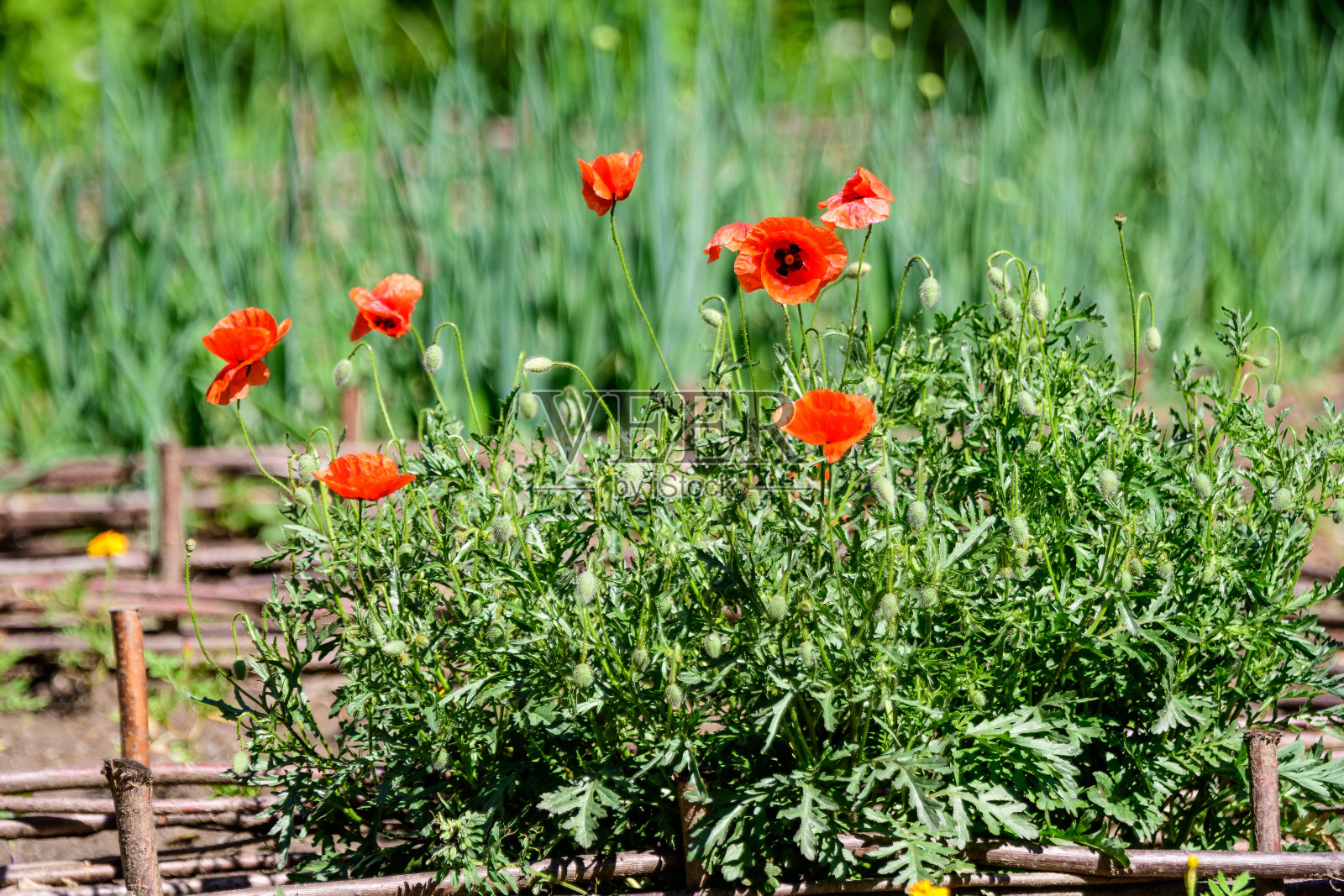 在一个阳光明媚的夏日,许多红色的罂粟花和模糊的绿叶在一个英国村舍风格的花园,美丽的户外花卉背景与软焦点拍摄照片摄影图片
