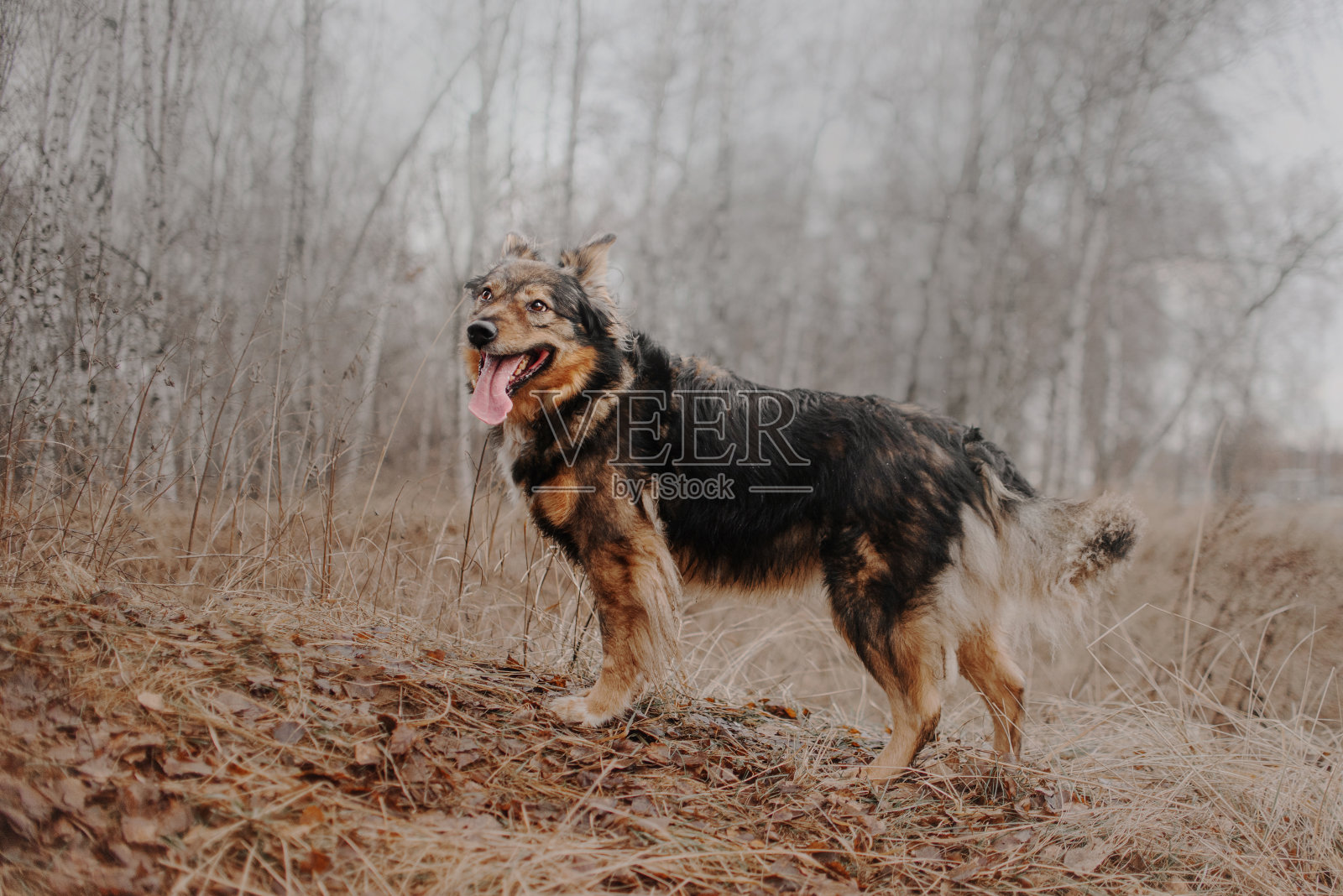 秋天,棕色的杂种狗在森林里散步照片摄影图片
