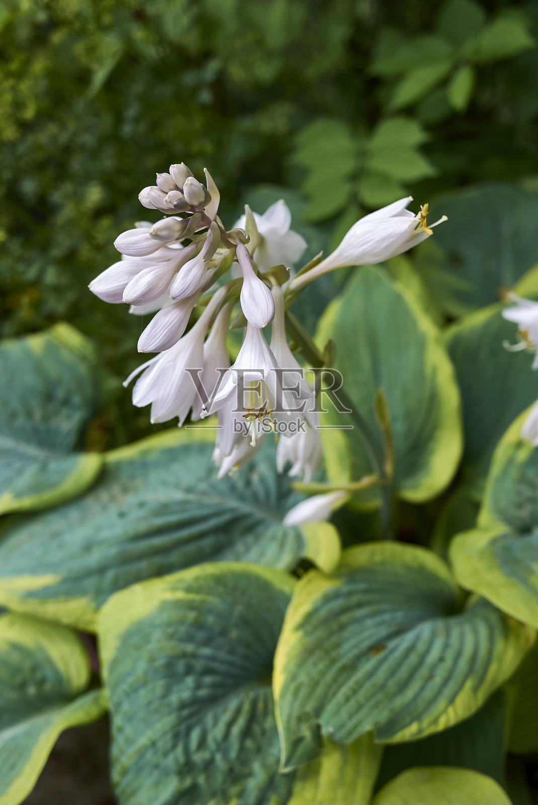 玉簪属草本植物sieboldiana照片摄影图片