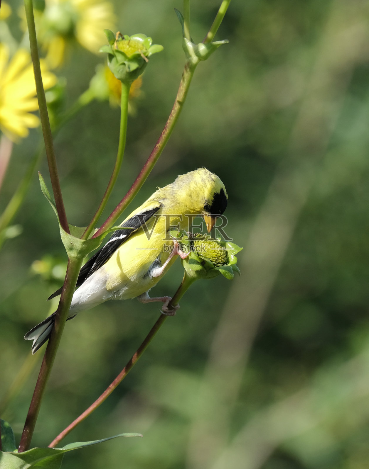 金翅雀照片摄影图片