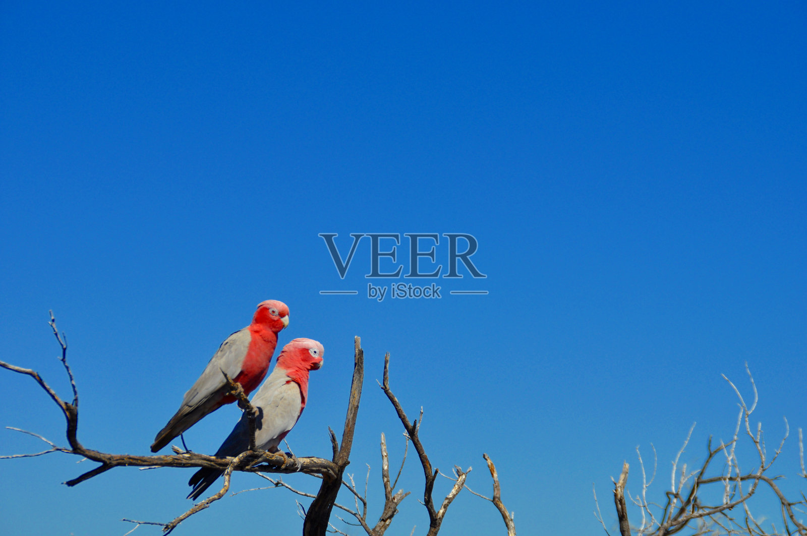 粉红色的凤头鹦鹉栖息在澳大利亚的一棵树上照片摄影图片