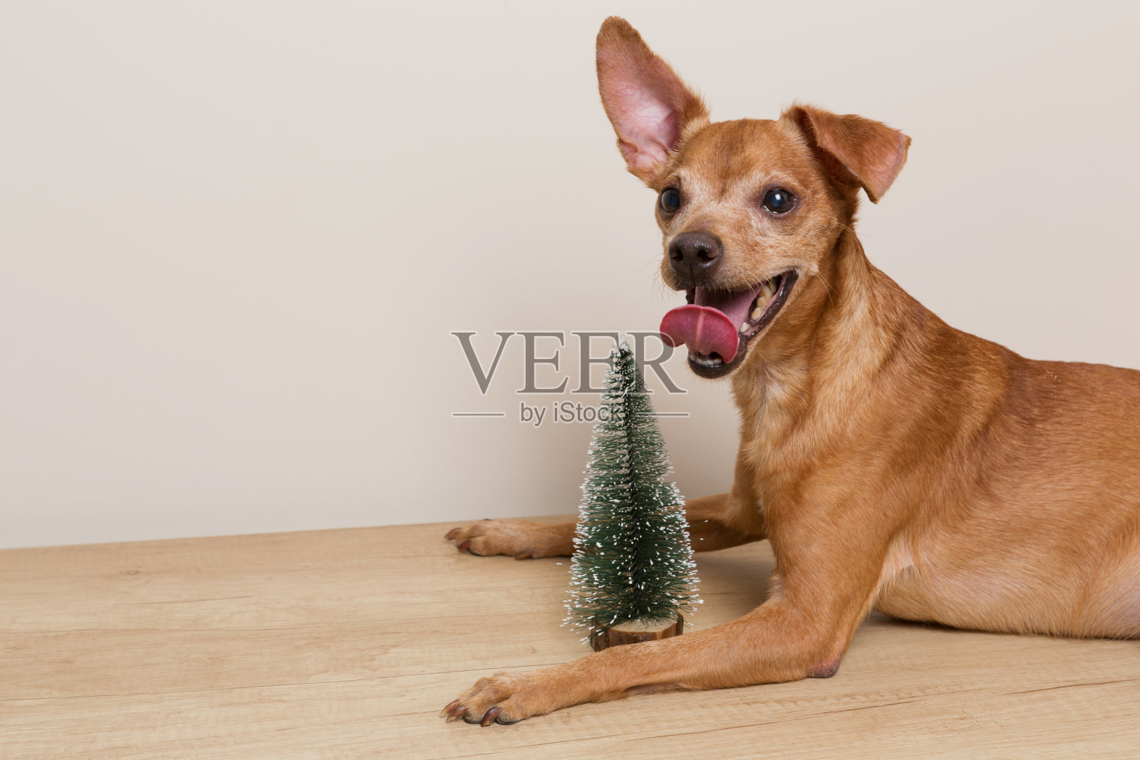 有趣的棕色狗躺在一棵小圣诞树旁,圣诞和新年的概念照片摄影图片