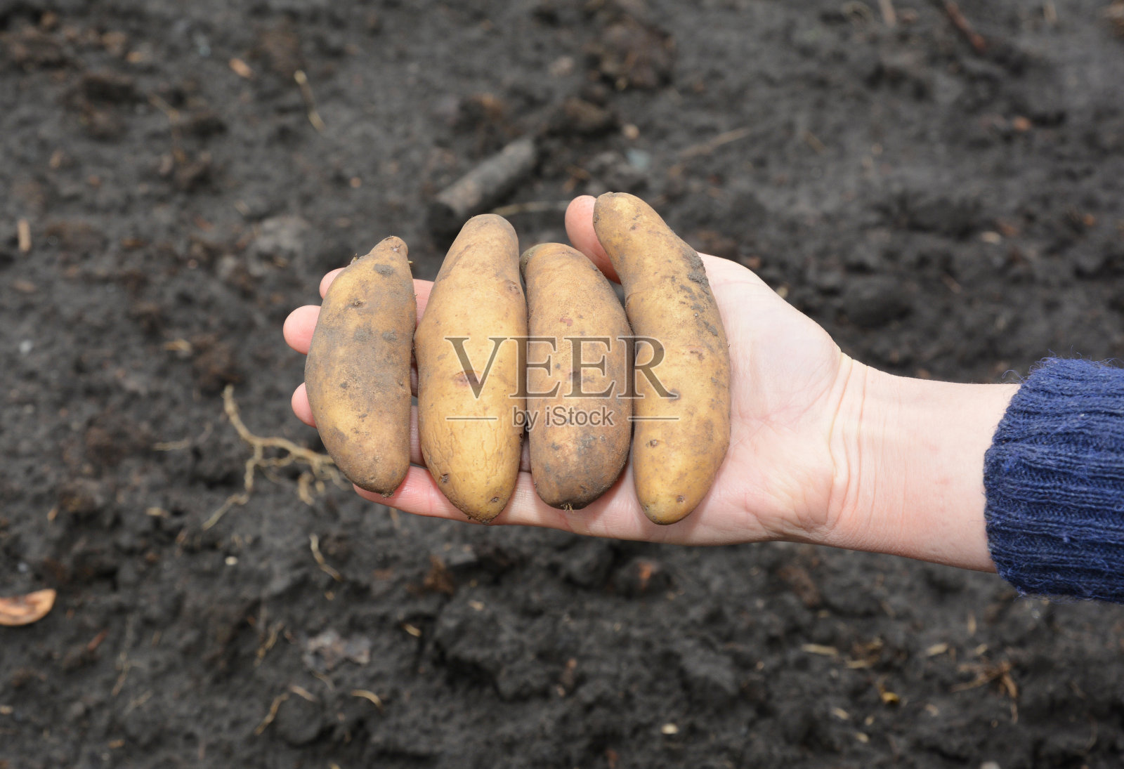种植土豆:一个园丁在春季的菜园里种植低淀粉的土豆品种。照片摄影图片