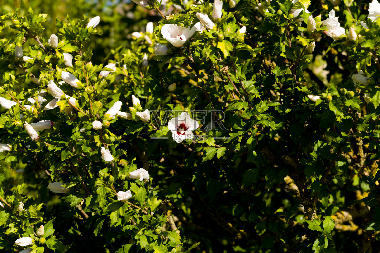 在法国勃艮第Nièvre的传统村庄Cuncy les Varzy的一朵白玫瑰。照片摄影图片