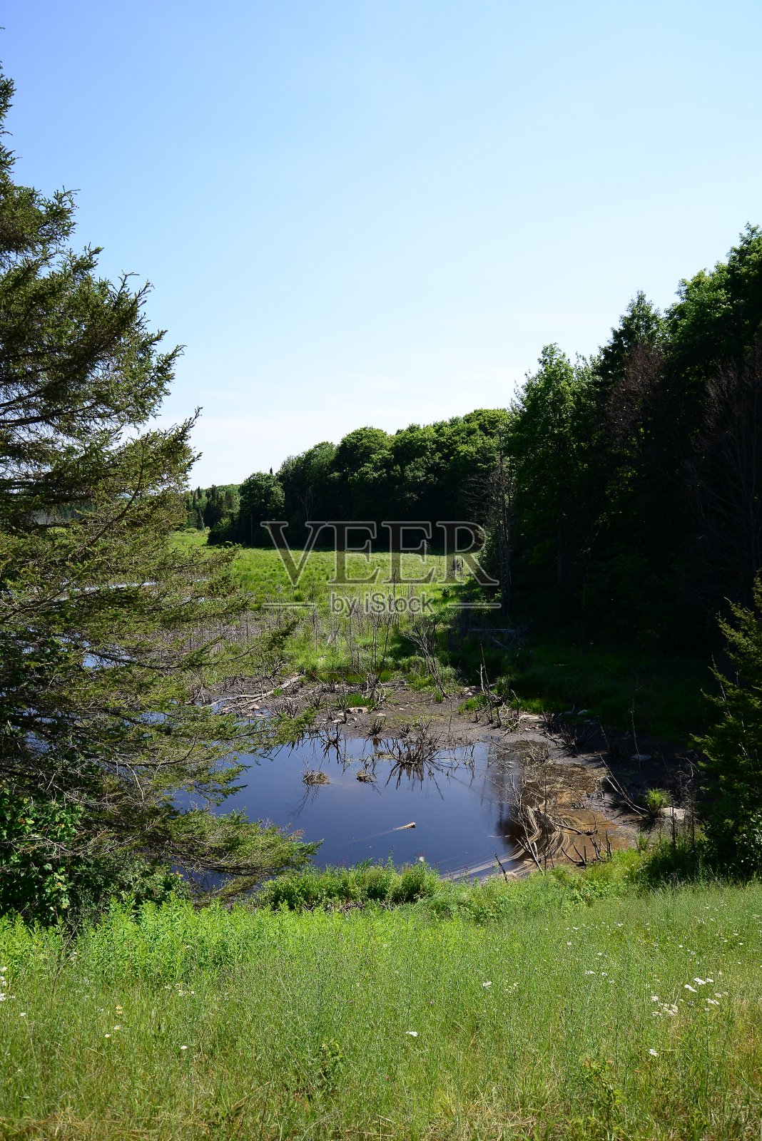 垂直视图反射的开放水域内衬的松树林照片摄影图片